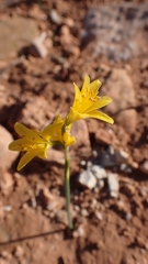 Narcissus cavanillesii