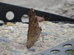 Historis acheronta
