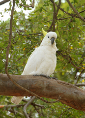 Cacatua galerita