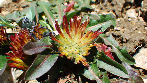 Taraxacum ceratophorum iNat (1)