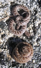 Hypsiglena ochrorhynchus klauberi
