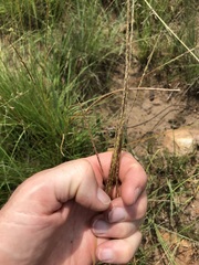 Digitaria monodactyla