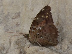 Historis acheronta