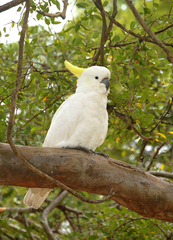 Cacatua galerita
