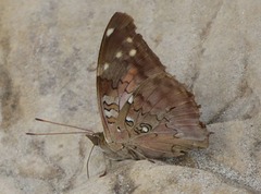 Historis acheronta