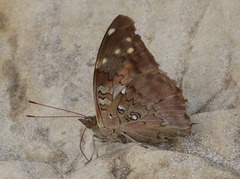 Historis acheronta