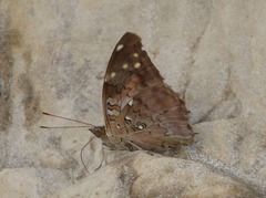 Historis acheronta
