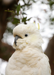 Cacatua galerita