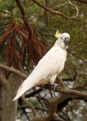 Cacatua galerita