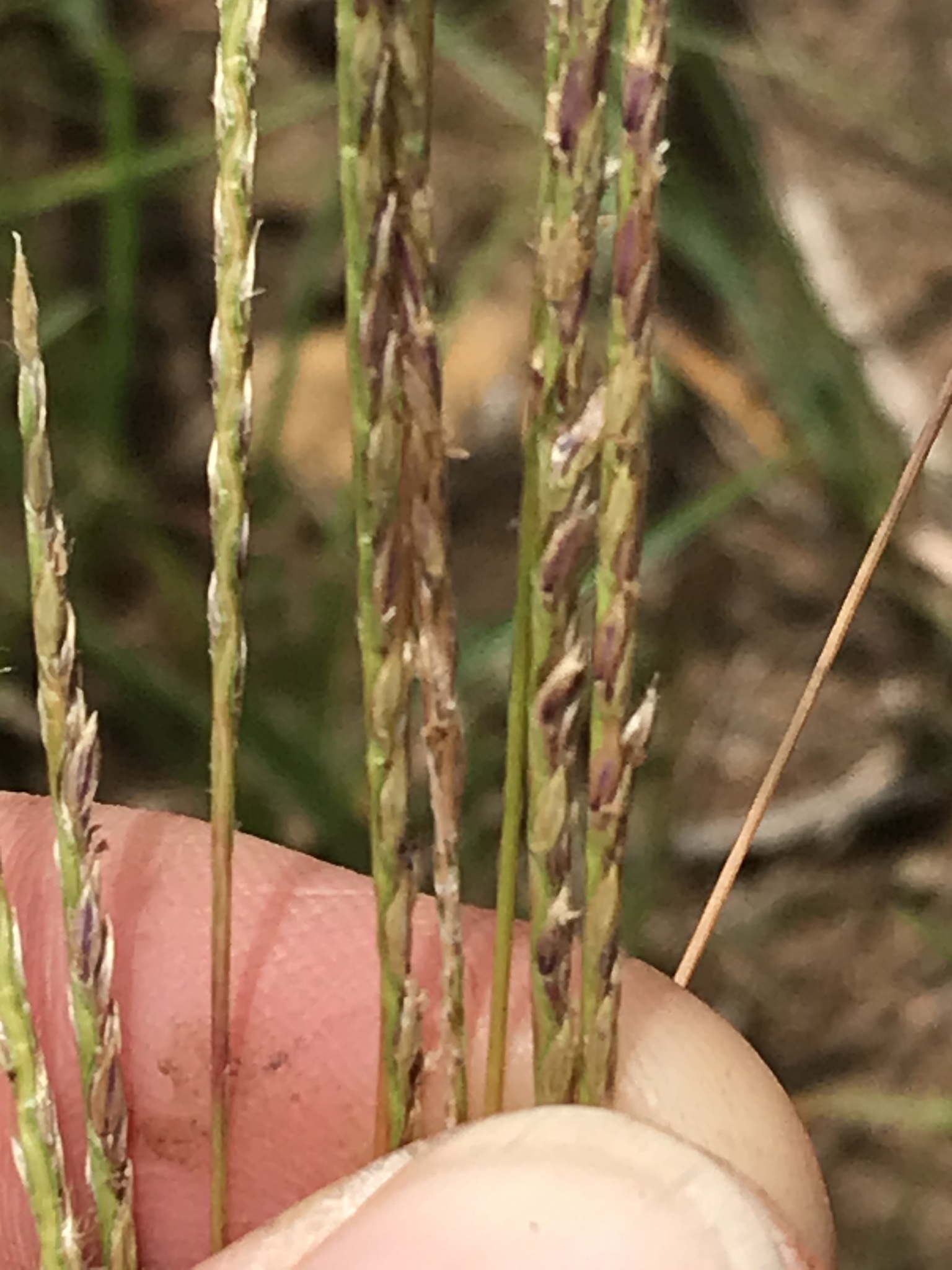 Digitaria monodactyla
