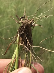 Digitaria monodactyla