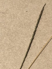 Digitaria monodactyla