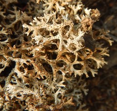 Pulchrocladia corallaizon