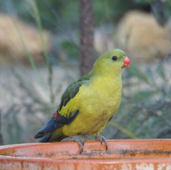 Polytelis anthopeplus