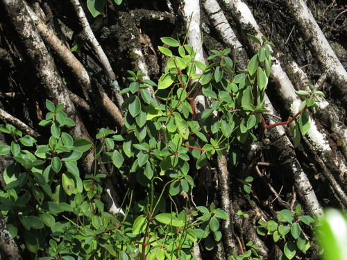 Peperomia leptostachya