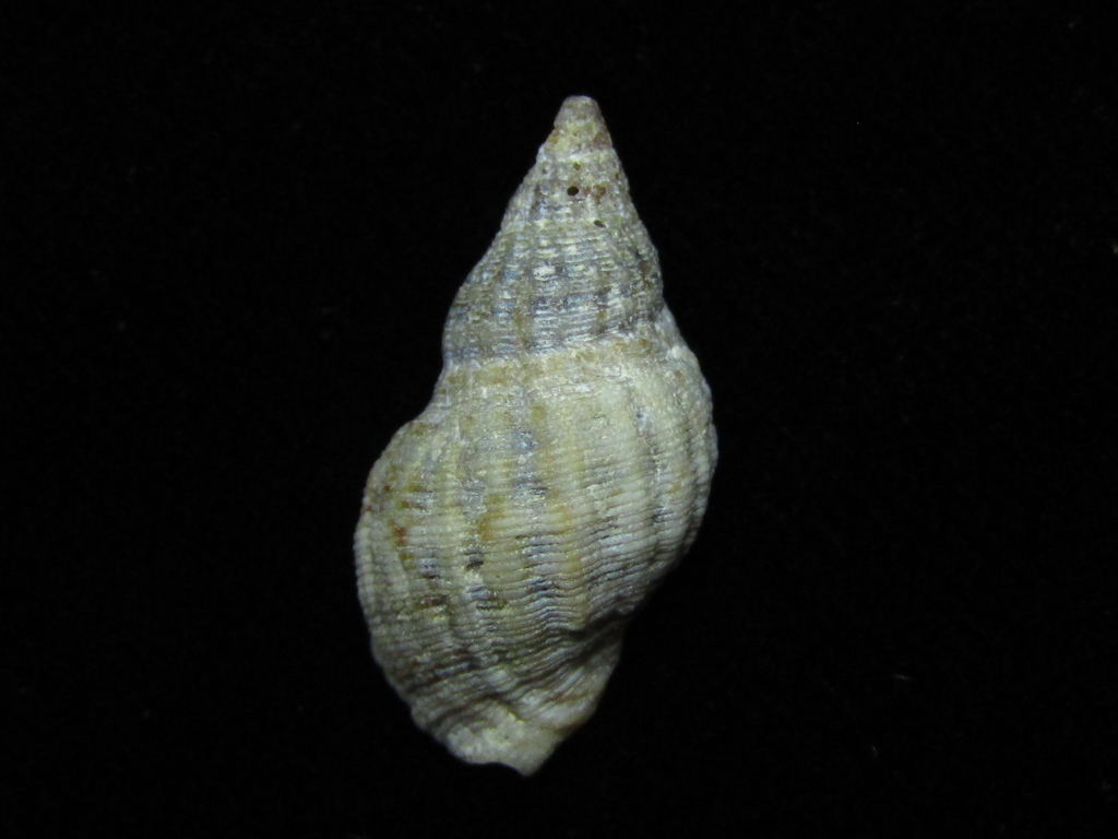 Common Small Purple