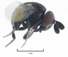 Cryptochetum iceryae