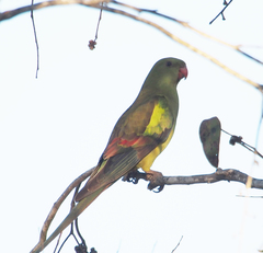 Polytelis anthopeplus