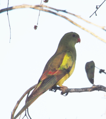 Polytelis anthopeplus