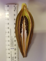 Pachycarpus schinzianus