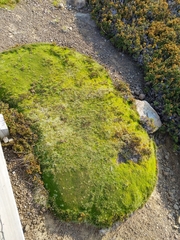 Abrotanella forsteroides