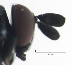 Cryptochetum iceryae