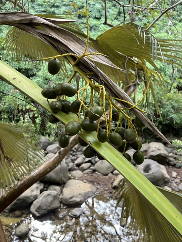 Pritchardia kahukuensis observed 2025-11-29