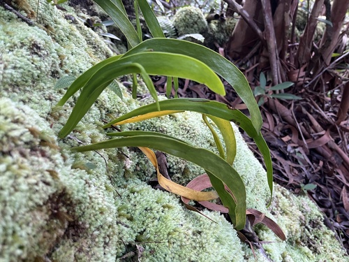 Ophioderma falcatum observed 2025-11-29