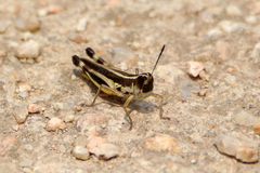 Macrotona australis