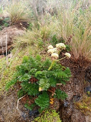 Anisotome lyallii
