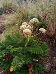 Anisotome lyallii