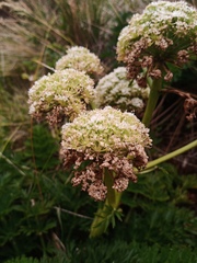 Anisotome lyallii