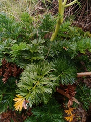 Anisotome lyallii