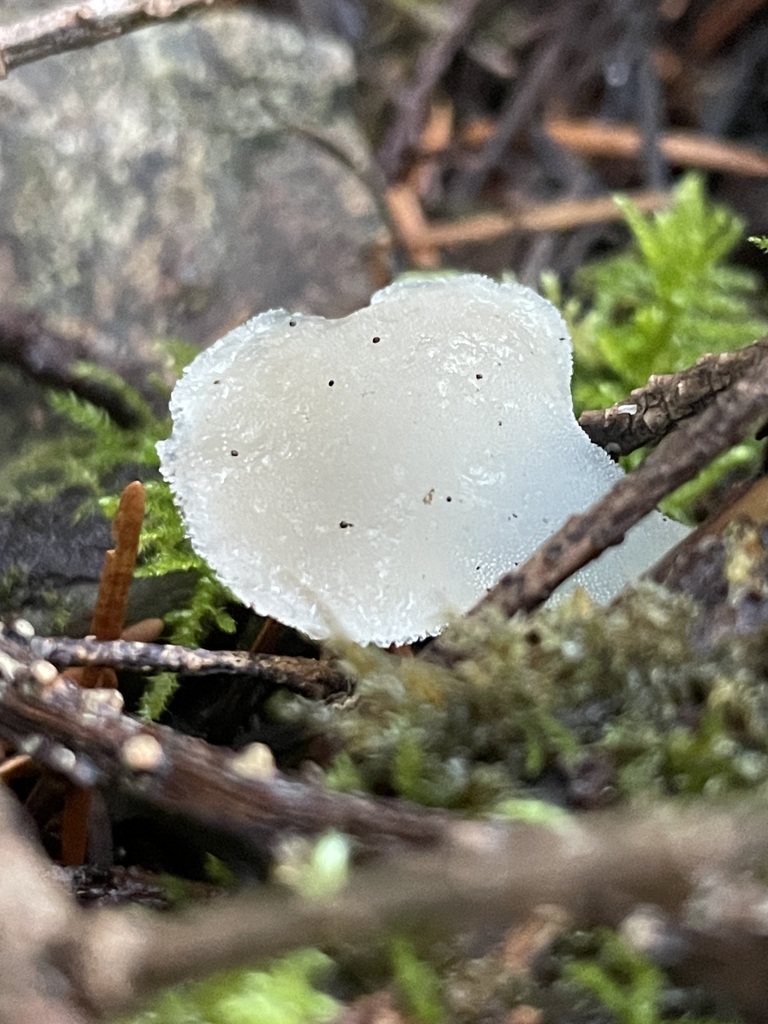 Pseudohydnum gelatinosum · November 2025 · photo: © jbyggdin (iNaturalist, cc0)