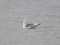 Larus argentatus mongolicus