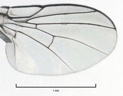 Cryptochetum iceryae