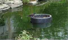 Quiscalus quiscula versicolor