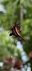 Gasteracantha milvoides