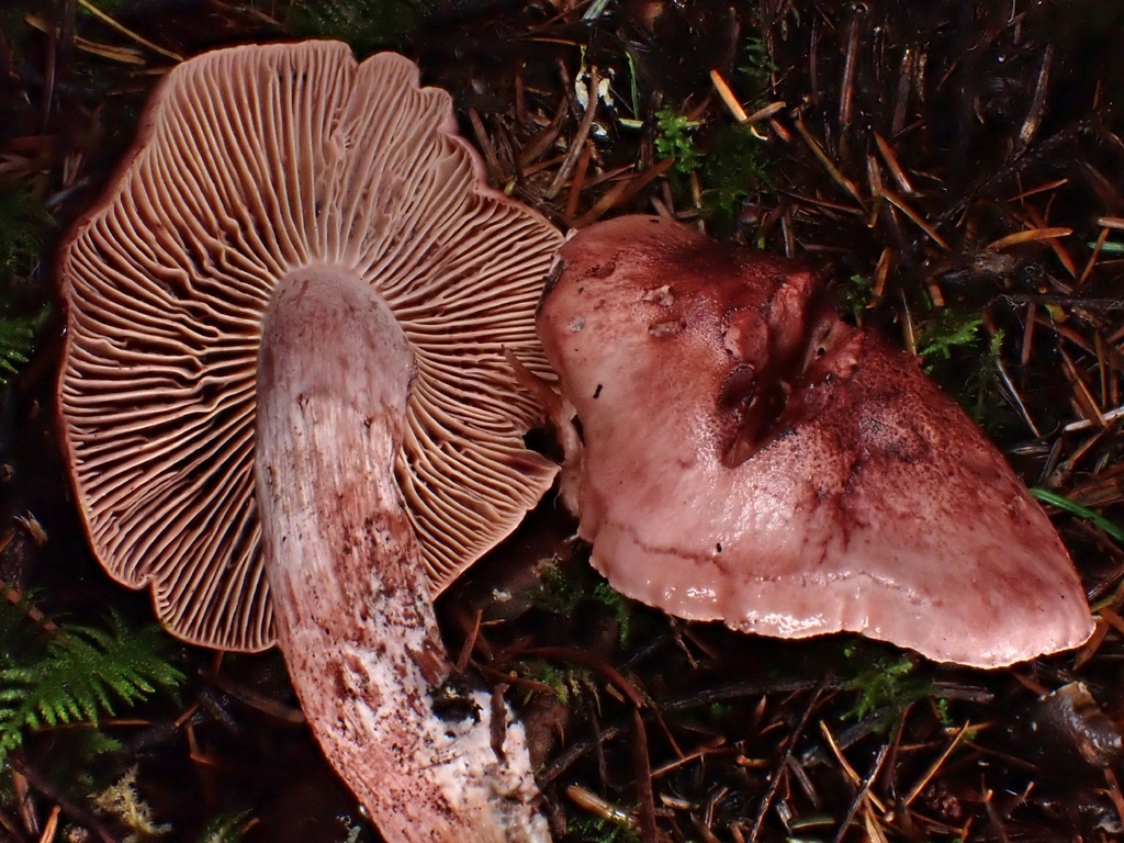 Hygrophorus capreolarius · November 2025 · photo: © mandymushii (iNaturalist, cc-by)