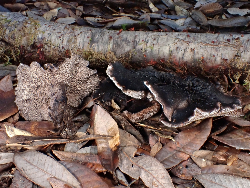 Hydnellum fuscoindicum