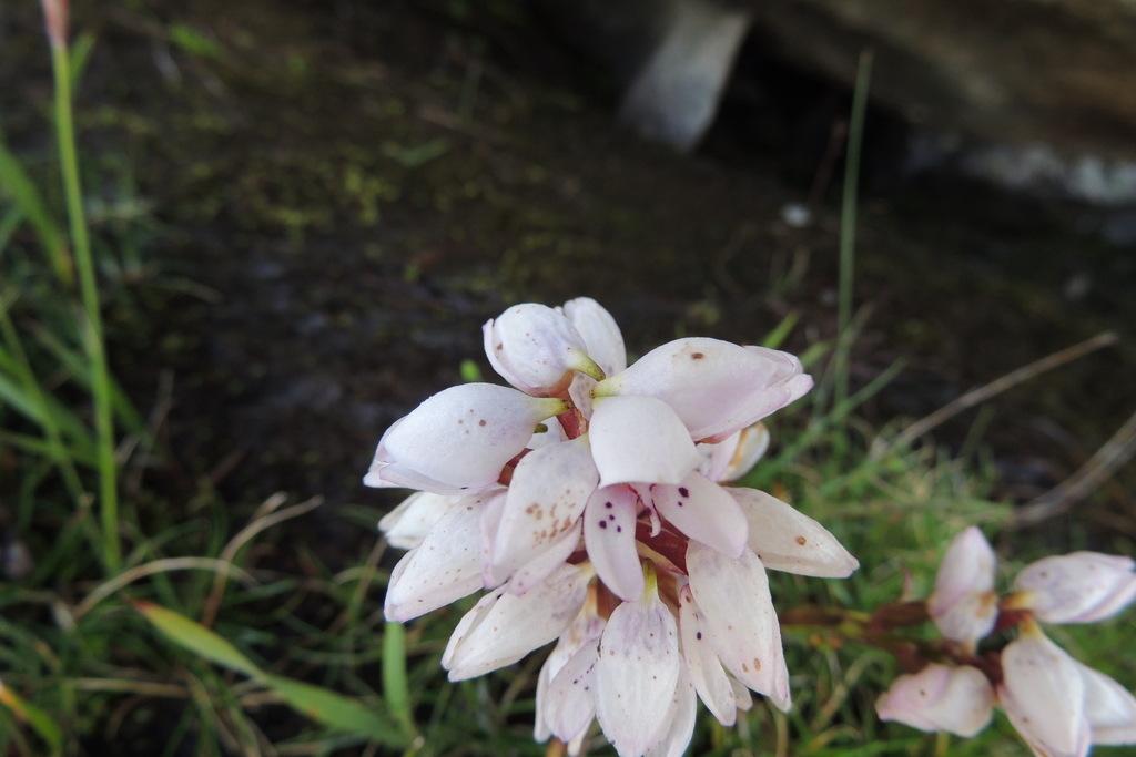Disa subtenuicornis