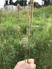 Setaria sphacelata torta