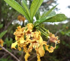 Strophanthus boivinii image