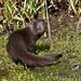Marsh Mongoose - Photo (c) Colin Ralston, some rights reserved (CC BY-NC)