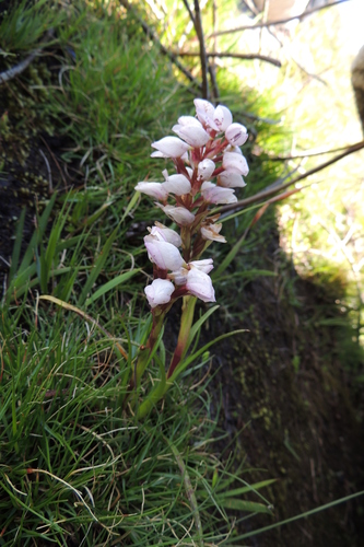 Image of Disa subtenuicornis by (c) jillblignaut, some rights reserved (CC BY-SA)