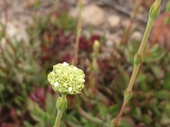 Crassula latibracteata