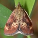 Pyrausta homonymalis - Photo (c) skitterbug,  זכויות יוצרים חלקיות (CC BY), uploaded by skitterbug