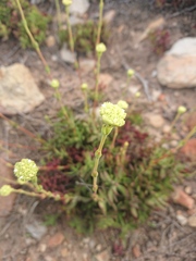 Crassula latibracteata