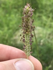 Setaria sphacelata torta