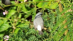 Zosterops mauritianus